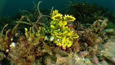 Green Weedy Scorpionfish on the ocean floor