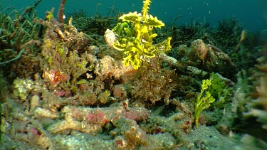 Green Weedy Scorpionfish on the ocean floor
