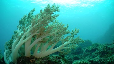 Sunlit Soft Coral waving on the ocean floor