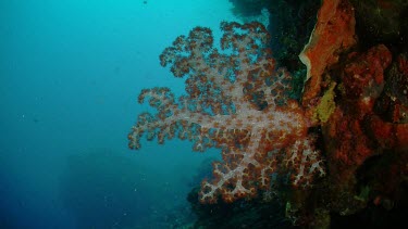 Soft Coral seen sideways