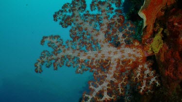 Soft Coral seen sideways