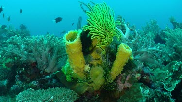 Soft Coral, Crinoids, and yellow Tube Sponge on the ocean floor
