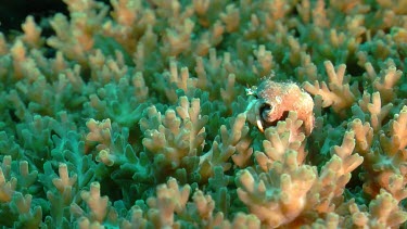 Small, white Hermit Crab in coral