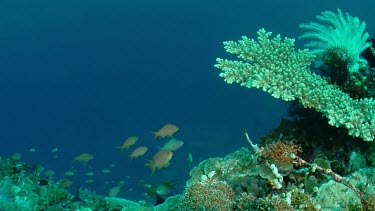 Anthias fish at the edge of a coral reef