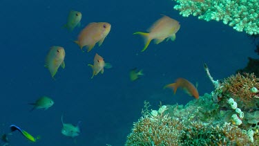 Anthias fish and Cleaner Wrasse at the edge of a coral reef