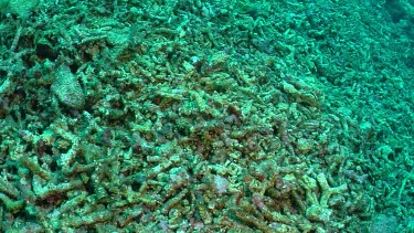 Bombed corals