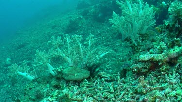 Bombed corals