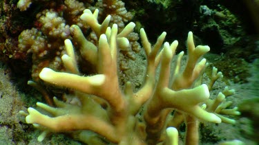 Close up of yellow coral