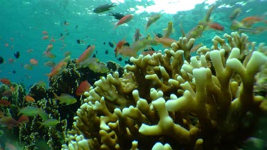 Fish teeming over sunlit coral reef