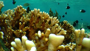Damselfish swimming over coral