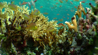 Redfin Anthias, Pseudanthias Dispar, Threadfin Anthias, and Pseudanthias Huchti swimming over a reef