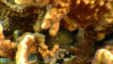 Eel tail seen behind coral