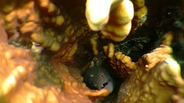 Moray Eel hidden behind coral