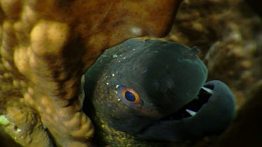 Close up of Moray Eel discovering the camera