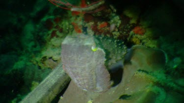 Cuttlefish on a reef in dull light