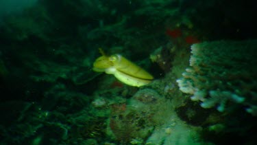 Yellow Cuttlefish on a reef