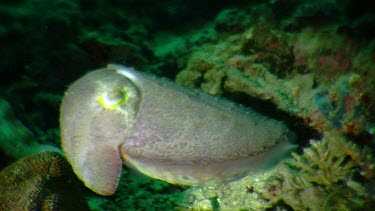 Cuttlefish on a reef in dull light