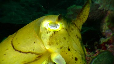 Close up of yellow Cuttlefish eye