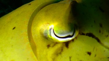 Close up of yellow Cuttlefish eye