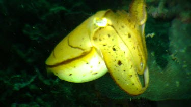 Yellow Cuttlefish on a reef