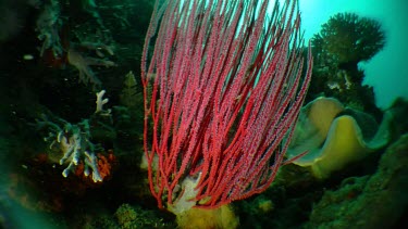 Red Soft Coral on a reef