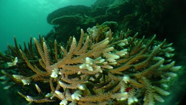 Coral Reef seen in dull light