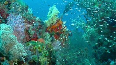 Anthias, Glassfish, and Damselfish on a reef