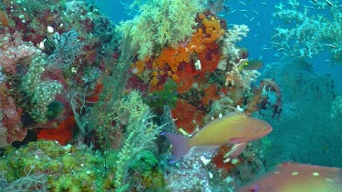 CM0001-CT-0009543 Anthias, Glassfish, and Damselfish on a reef