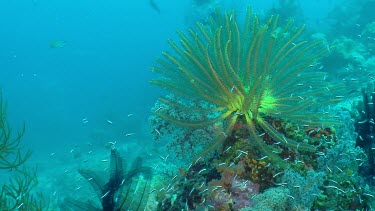 Crinoid, Butterflyfish, and Blue Triggerfish on a reef