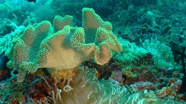 Anemonefish and Anemone on a coral reef