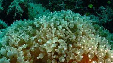 Anemonefish and Anemone on a coral reef