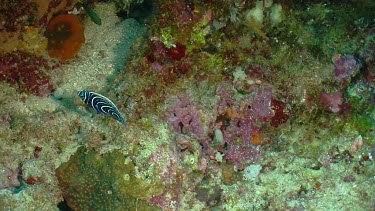 Juvenile Blue Emperor Angelfish swimming on a reef