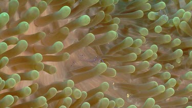 Bubble Anemone Shrimp collides with Clownfish on an Anemone