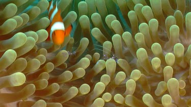 False Clownfish and Sarasvati Anemone Shrimp on Anemone
