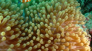 Bubble Anemone Shrimp collides with Clownfish on an Anemone