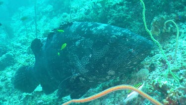 Flowery Cod in front of reef