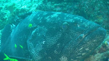 Flowery Cod in front of reef