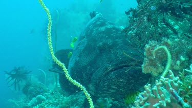 Flowery Cod behind string coral