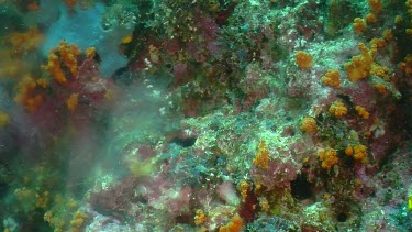 Steaming underwater volcanic vent in coral reef