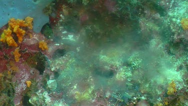 Close up of steaming underwater volcanic vent in coral reef