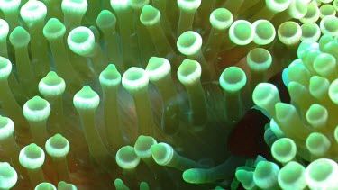 Close up of female Spinecheek Clownfish in Anemone