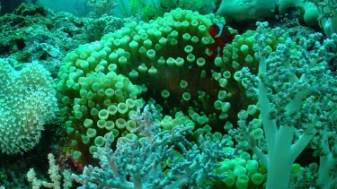 Spinecheek Clownfish in Anemone