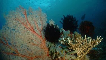 Gorgonian sea fan and coral reef