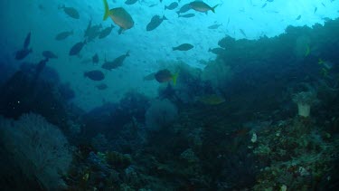 Large school of Surgeonfish over coral reef
