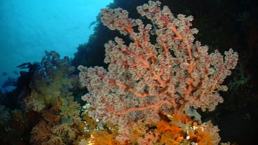 Soft Coral on a reef