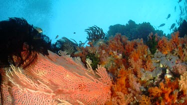 Feather Star on a reef