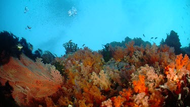 Feather Star on a reef near the surface