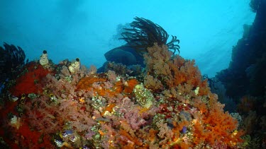 Diver swimming by a coral reef