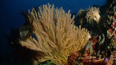 Soft Coral on a reef