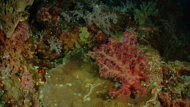 Colourful coral reef